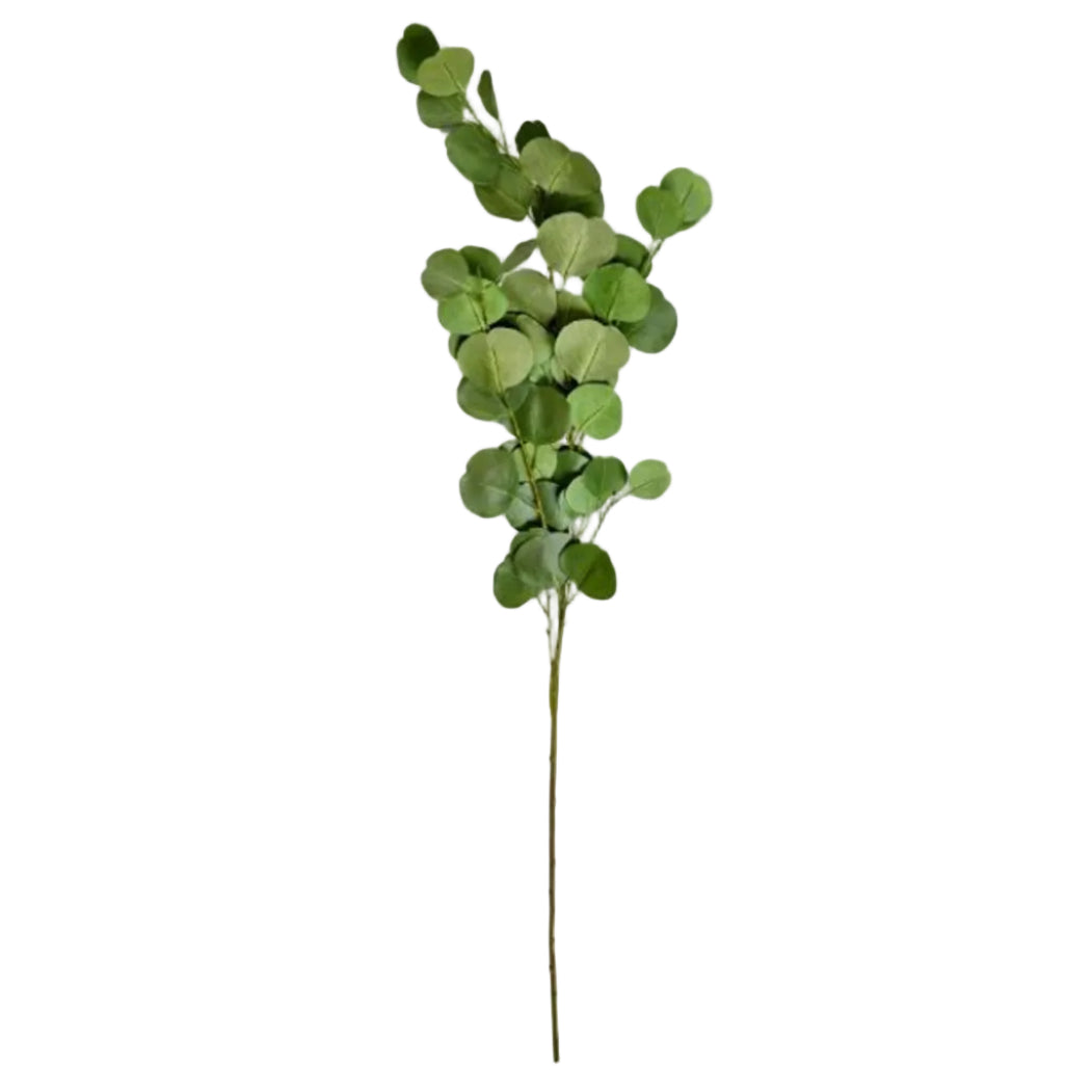 Eucalyptus Coin Leaf