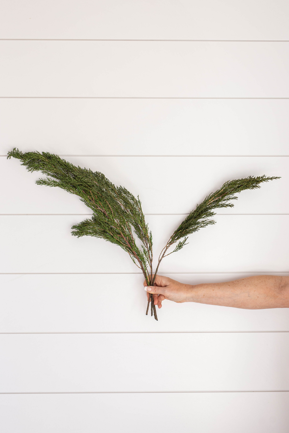 Preserved Pine Bundle