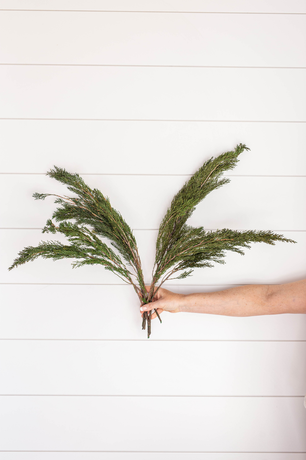 Preserved Pine Bundle
