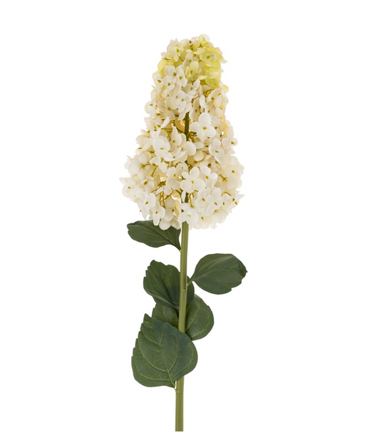 Hydrangea Paniculata Stem