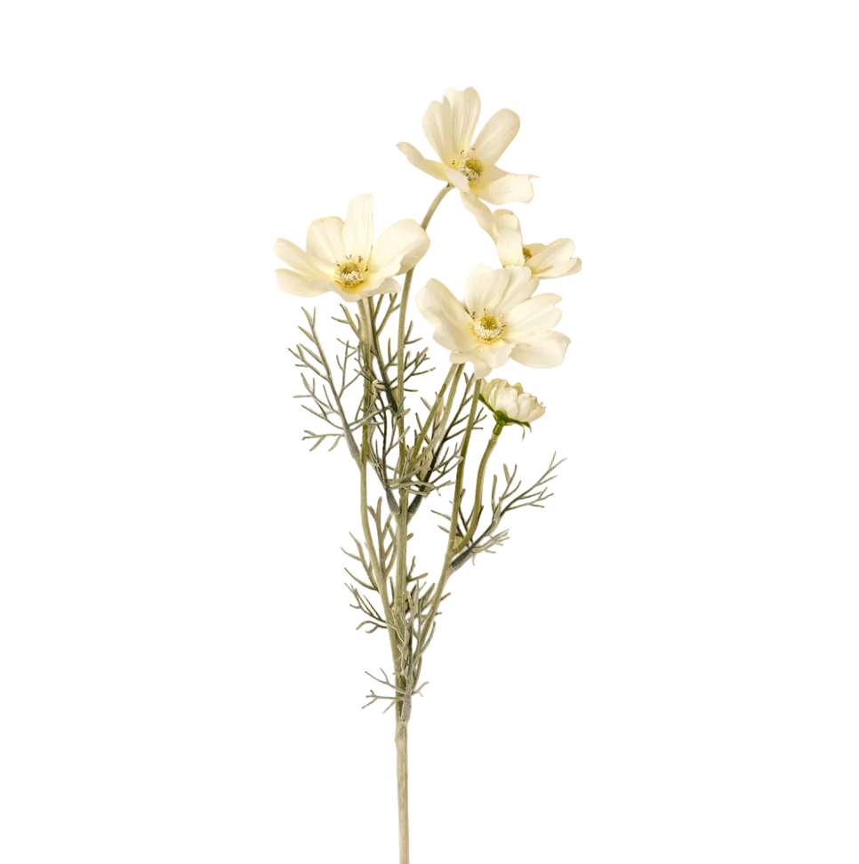 White Cosmos Spray