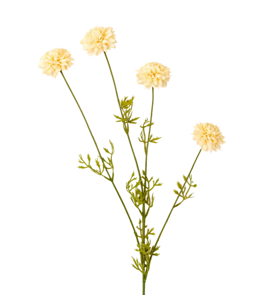 Mini Chrysanthemum