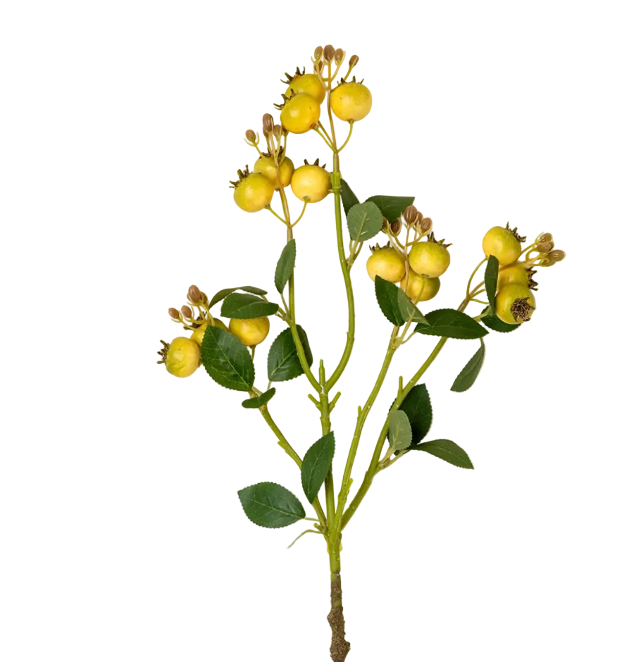 Rosehip Branch