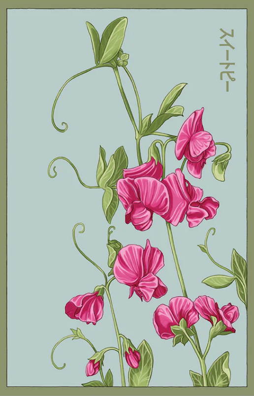 Sweet Pea Flower Seeds