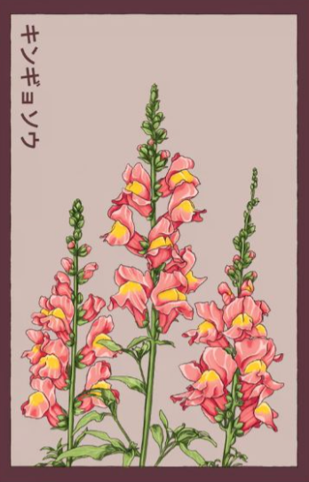 Snapdragon Seeds
