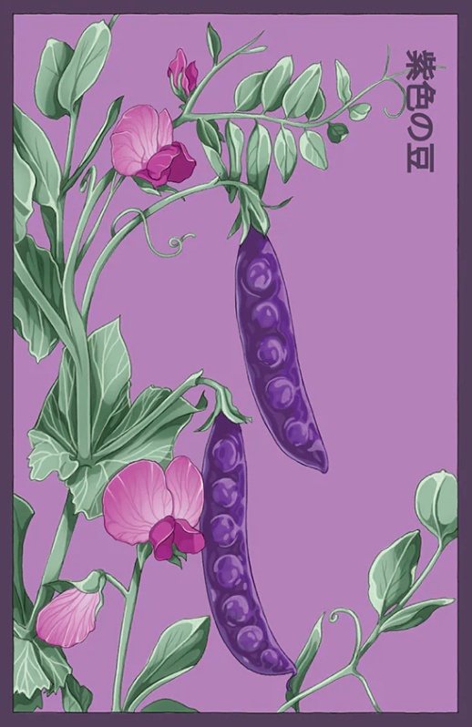 Purple Pea Seeds