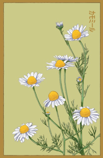 Chanomile Flower Seeds