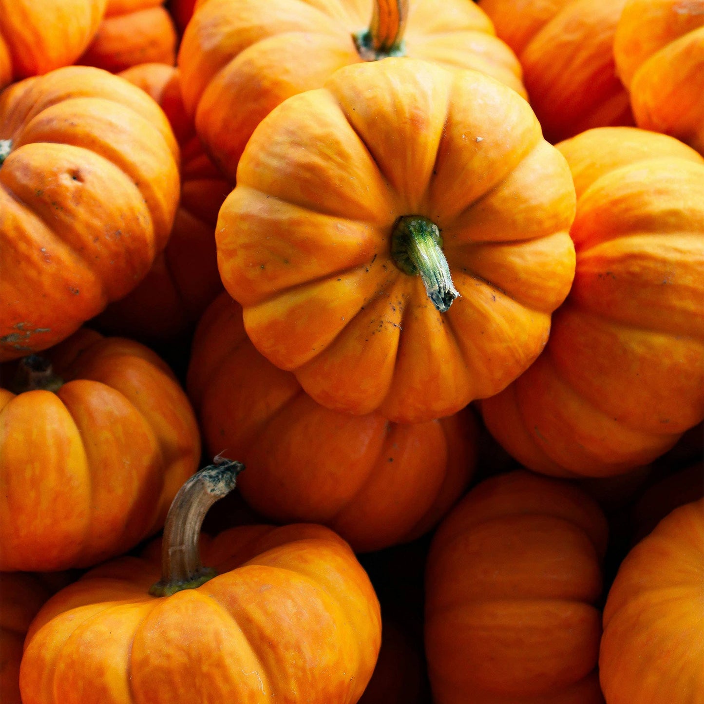 Pumpkin Spice Push Wall Diffuser Refill