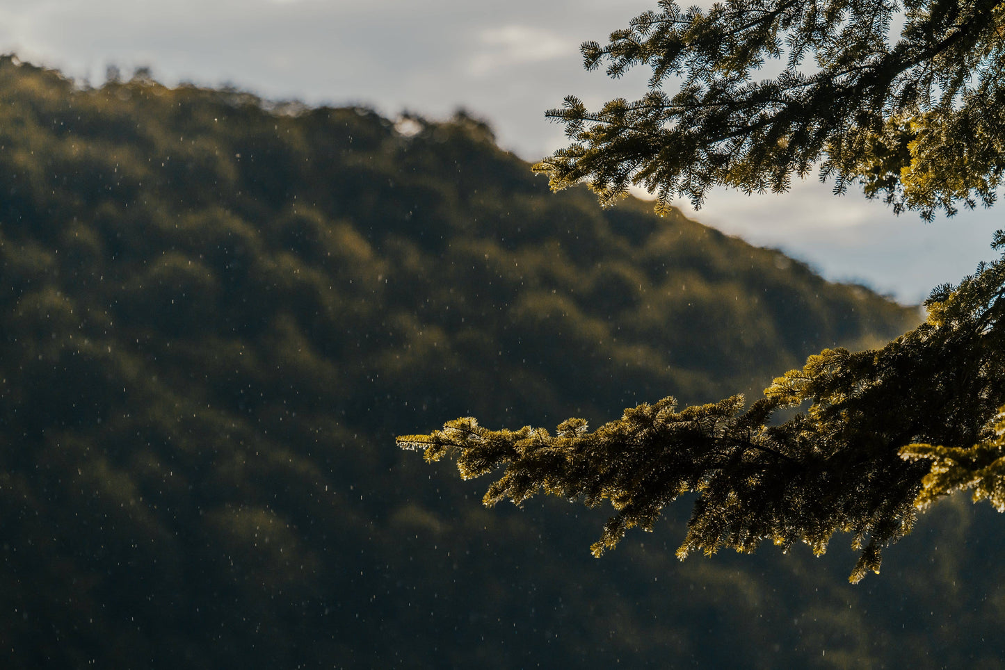 Forest Rain Drive Scent Refill