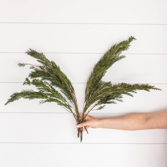 Preserved Pine Bundle